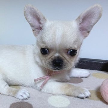 ミックス(ペキチワ )【栃木県・女の子・2023年6月1日・クリーム】の写真「ぺちゃんこお鼻のスムースペキチワちゃん♪」