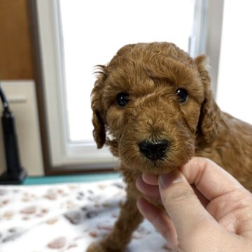 トイプードル(トイ)【北海道・男の子・2025年10月30日・レッドフォーン】の写真「12/24までの掲載です。」