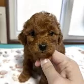 トイプードル(トイ)【北海道・女の子・2025年10月30日・レッドフォーン】の写真1