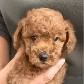 トイプードル(トイ)