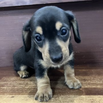 カニンヘンダックスフンド(スムース)【茨城県・男の子・2025年10月12日・ブラックタン】の写真「カニンヘンスムースの男の子」