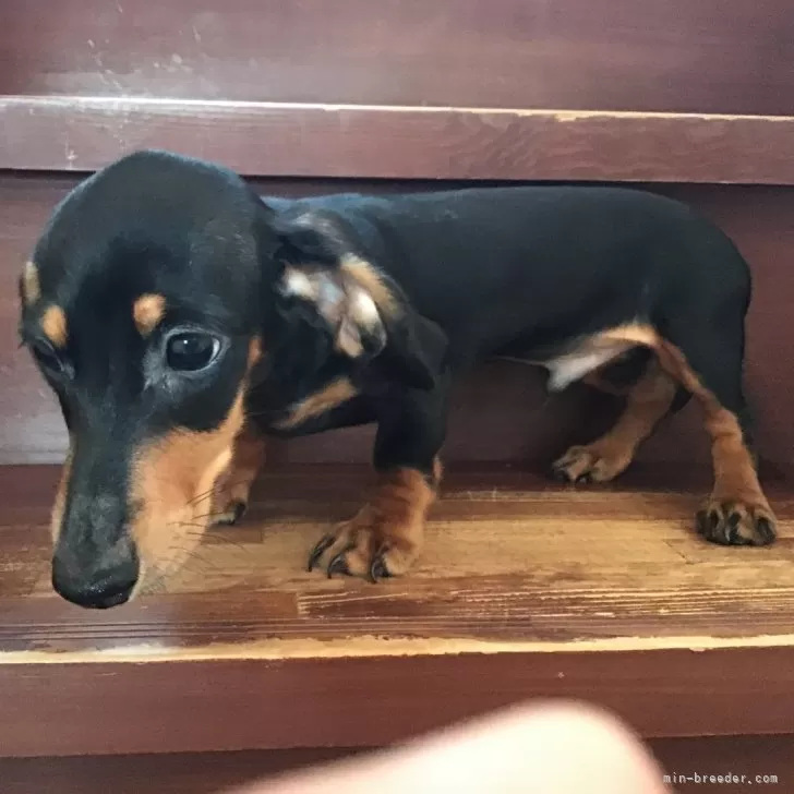 ID：2407-06864の子犬