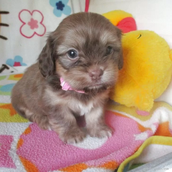 ID:2504-07097の子犬