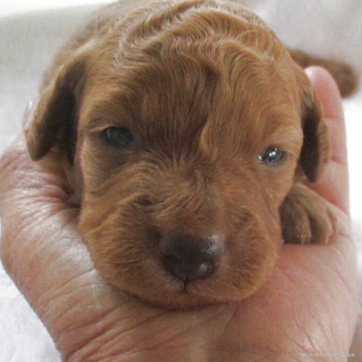 ブリーダー画像