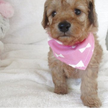 ダップー(トイプードル×ダックスフンド)【兵庫県・女の子・2025年10月28日・レッド】の写真「懐っこい可愛いおんなのこです。」