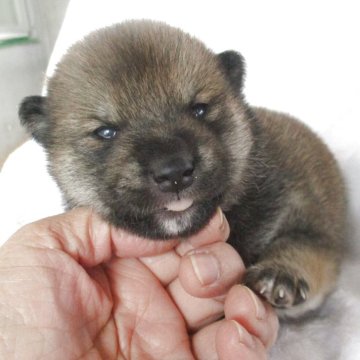 柴犬(標準サイズ)【兵庫県・男の子・2025年10月29日・赤】の写真「かわいいおとこのこです。」