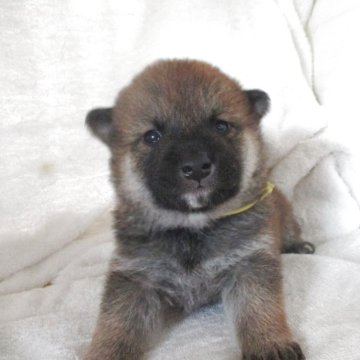 柴犬(標準サイズ)【兵庫県・男の子・2025年10月29日・赤】の写真「かわいいおとこのこ」