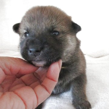 柴犬(標準サイズ)【兵庫県・男の子・2025年10月29日・赤】の写真「かわいいおとこのこです。」