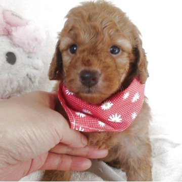 ダップー(トイプードル×ダックスフンド)【兵庫県・女の子・2025年10月28日・レッド】の写真「元気で懐っこいかわいいこ」