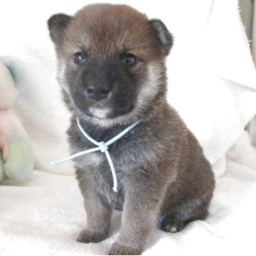 柴犬(標準サイズ)【兵庫県・男の子・2025年10月29日・赤】の写真「可愛い男の子」