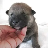 柴犬(標準サイズ)