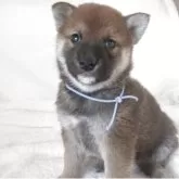 柴犬(標準サイズ)