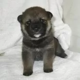 柴犬(標準サイズ)【兵庫県・男の子・2025年10月29日・赤】の写真4