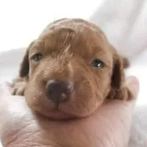 ダップー(トイプードル×ダックスフンド)【兵庫県・女の子・2025年10月28日・レッド】の写真3