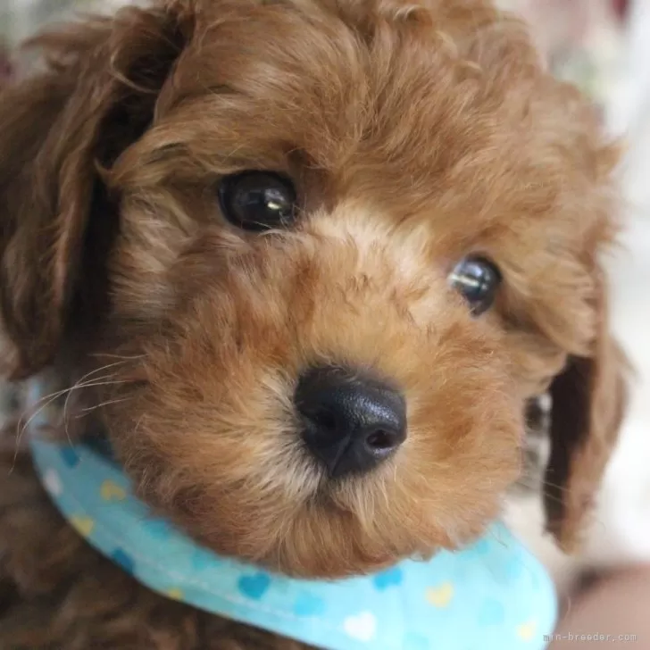 ID：2409-02300の子犬