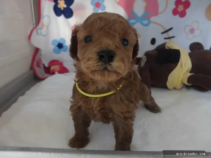 ID:2003-02502の子犬
