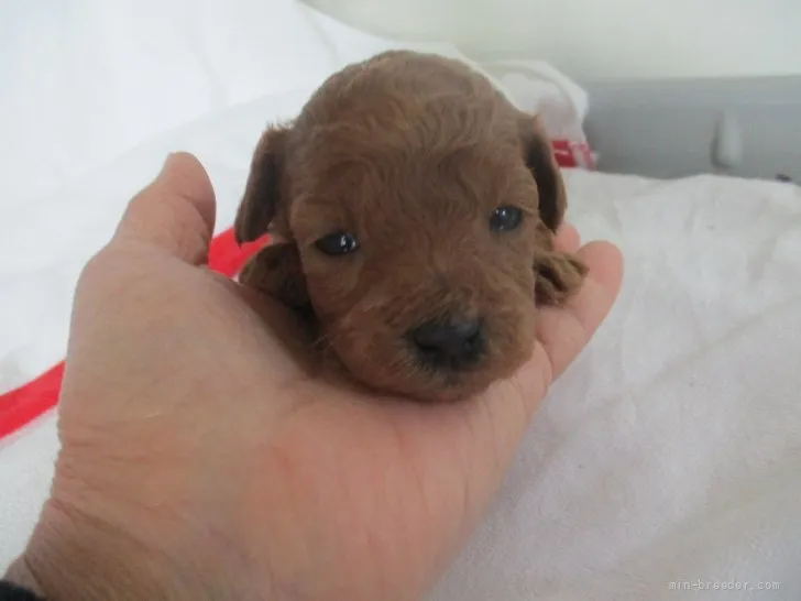 ID：2201-04538の子犬