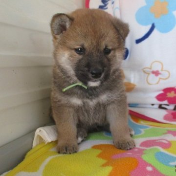 柴犬(標準サイズ)【兵庫県・男の子・2024年2月5日・赤】の写真「丸いお顔の柴犬のおとこのこ」