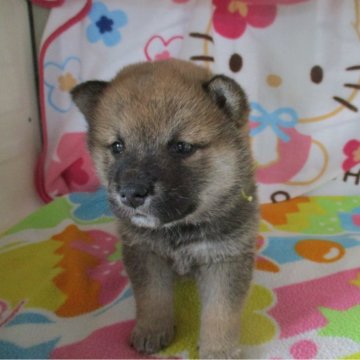 柴犬(標準サイズ)【兵庫県・女の子・2024年2月5日・赤】の写真「ころころでかわいい柴犬」