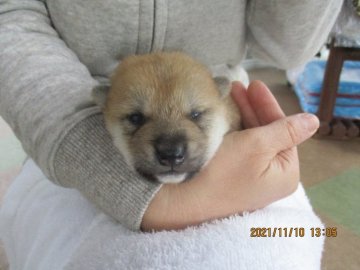 柴犬(標準サイズ)【兵庫県・男の子・2021年10月21日・赤】の写真「かわいいおとこのこです。」