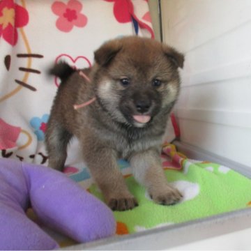 柴犬(標準サイズ)【兵庫県・女の子・2024年2月5日・赤】の写真「柴犬のおんなのこ」