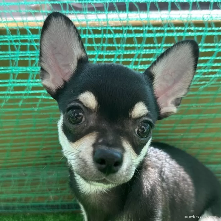 ID：2507-06428の子犬