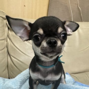 チワワ(スムース)【北海道・男の子・2025年7月18日・ブラック&タン】の写真「ちっちゃいけど元気いっぱい」