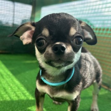 チワワ(スムース)【北海道・男の子・2025年7月18日・ブラック&タン】の写真「ちっちゃいけど元気いっぱい」