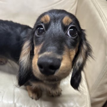 ミニチュアダックスフンド(ロング)【北海道・男の子・2025年6月17日・ブラック&タン】の写真「お調子者」