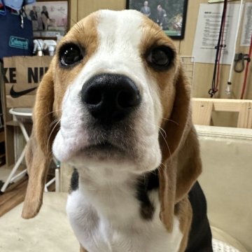 ビーグル【北海道・男の子・2025年6月7日・ブラック、タン&ホワイト】の写真「甘えっ子」