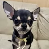 チワワ(スムース)