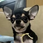 チワワ(スムース)