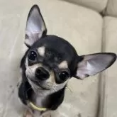 チワワ(スムース)