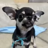 チワワ(スムース)