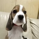 ビーグル