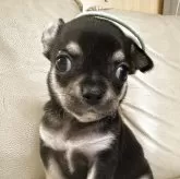 チワワ(スムース)