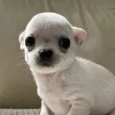 チワワ(スムース)