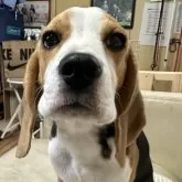 ビーグル【北海道・男の子・2025年6月7日・ブラック、タン&ホワイト】の写真1