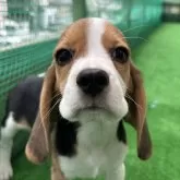 ビーグル