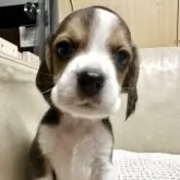 ビーグル