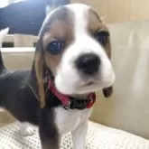 ビーグル
