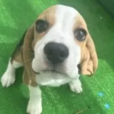 ビーグル
