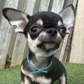 チワワ(スムース)