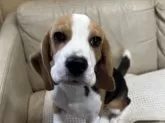 ビーグル【北海道・男の子・2025年6月7日・ブラック、タン&ホワイト】の写真4