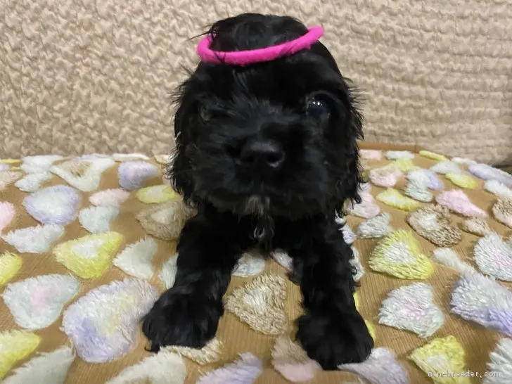 ID：2010-00302の子犬