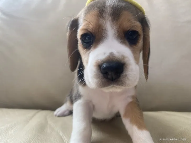 ID：2204-03667の子犬