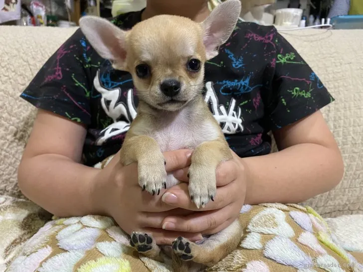 ID:1911-03122の子犬