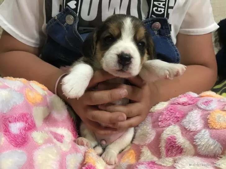 ID:1906-00437の子犬