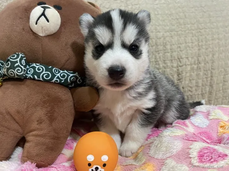 ID:1912-03454の子犬