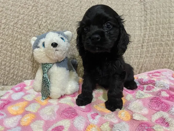 M.T 様のお迎えした子犬